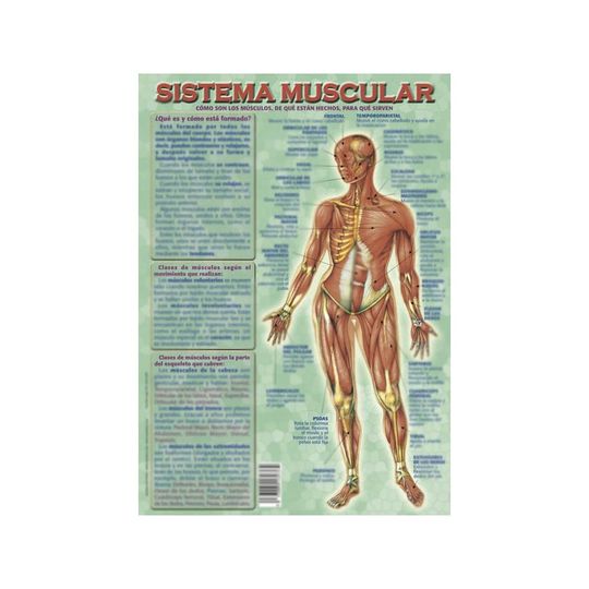LMINA DIDCTICA SISTEMA MUSCULAR