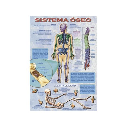 LMINA DIDCTICA SISTEMA SEO