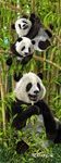 MARCAPAGINAS 3D PANDAS