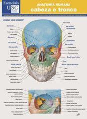 ANATOMA HUMANA. CABEZA E TRONCO