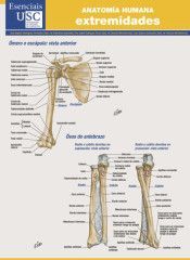 ANATOMA HUMANA. EXTREMIDADES